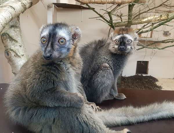 Unsere Rotstirnmakis Erna (vorn) und Enzo.