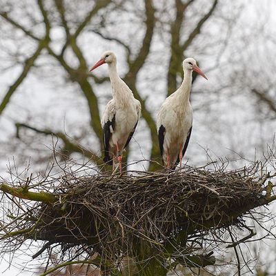 Auf dem Nest